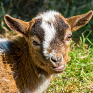 Commodity-Based Currency. And goats.