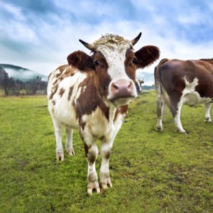 the hidden costs of meat